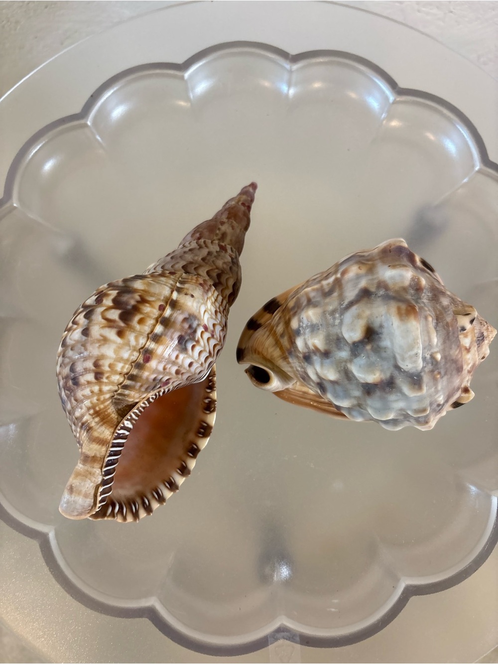 Vintage Brown and Cream Sea Shell Decorative Accents